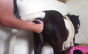 intense, animal-style