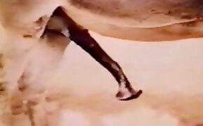 sex with animals videos, animal and human porn